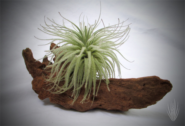 Tectorum