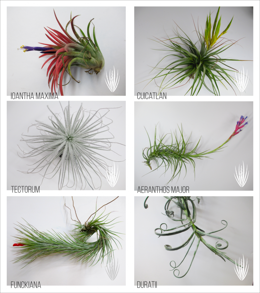 HealthyAirPlants