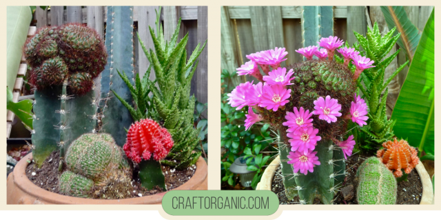 Blooming Grafted Cactus
