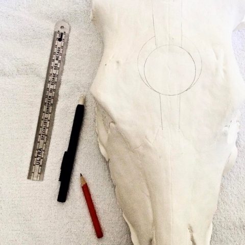 Cow Skull Prep