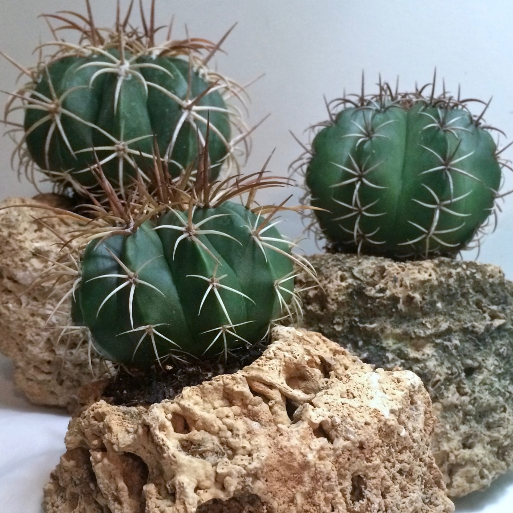 Melocactus