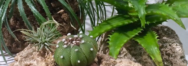 Plants on hypertufa